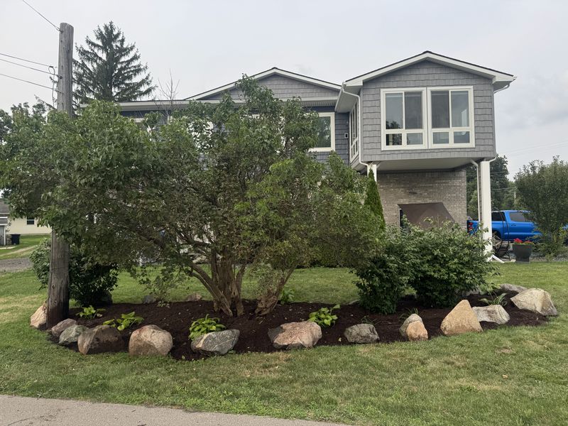 A boulder-edged foundation bed with hostas and dark mulch